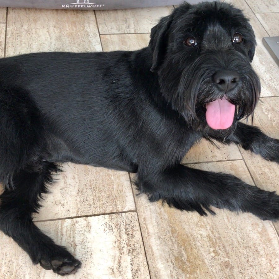 Hofhund Bryan